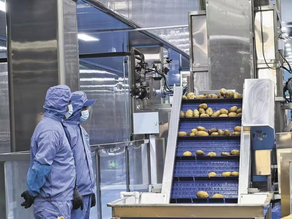 樂都東西部協作結碩果 現代化薯條工廠投產，助力農副產品銷售升級