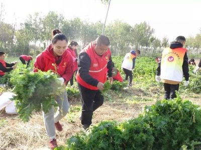 希望的田野 青春助力脫貧攻堅，志愿服務與食品銷售的雙贏之路